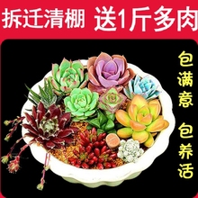 传奇园艺 多肉室内盆栽绿植花卉组合办公室 抢购 包邮 多肉植物 1元