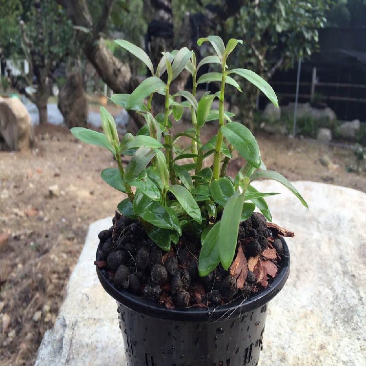 绿植室内种植霍山石斛霍山铁皮石斛 两年中号盆栽连盆发货