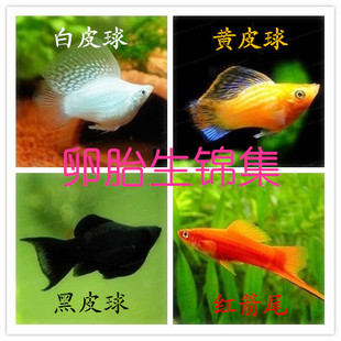 皮球 红黑白金玛丽 皮球鱼 球玛丽鱼 三色工具鱼 小型热带观赏鱼批发