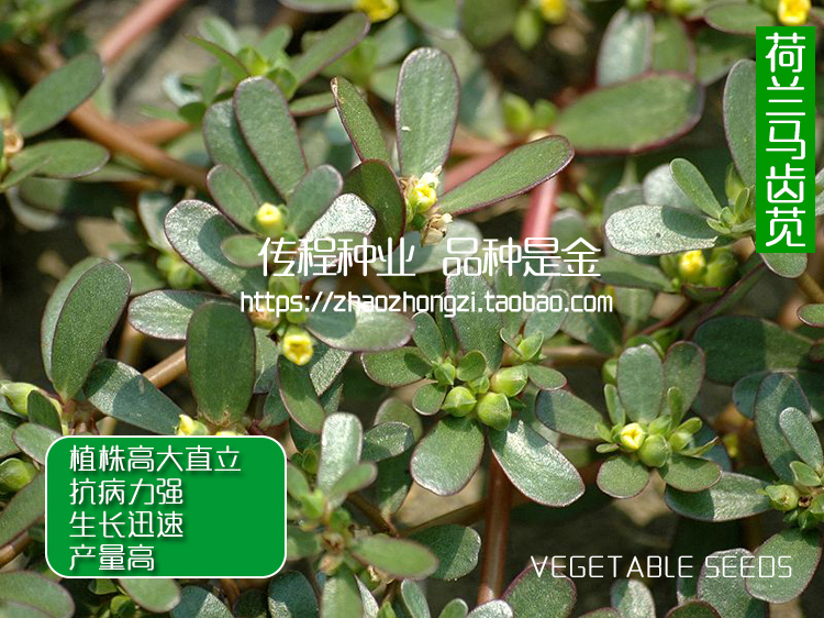 有机蔬菜 荷兰马齿苋 长寿菜 五行菜 补血菜种子 四季 阳台 盆栽