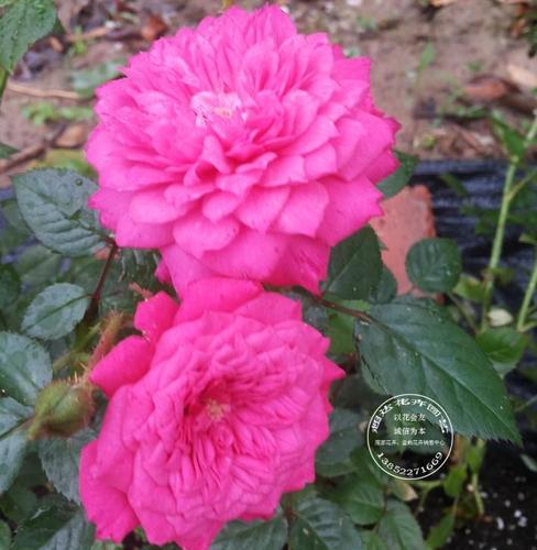 【超达花卉】榴花秋舞 微型月季佳品 香 大花微月 欧月苗 苗情好