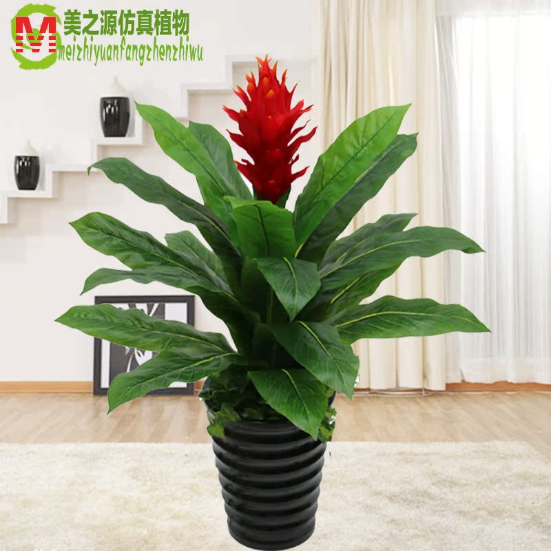 正品[鸿运当头盆栽]盆栽鸿运当头怎么养评测 鸿