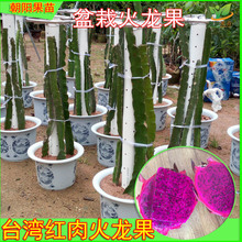 送肥料 红心红肉盆栽地栽 包邮 3棵23元 火龙果苗台湾红肉火龙果苗