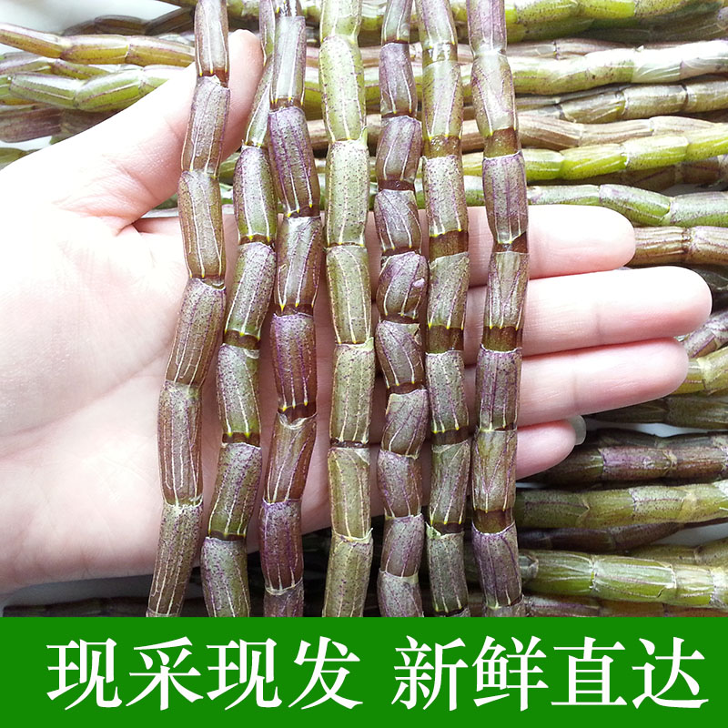 古箐宝三年生珍稀红杆铁皮石斛鲜条250克可加工铁皮枫斗 新鲜现采