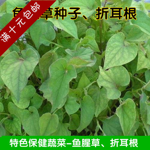 新鲜鱼腥草苗 鱼腥草种子种根 种苗 折耳根种子 中药材药食两用