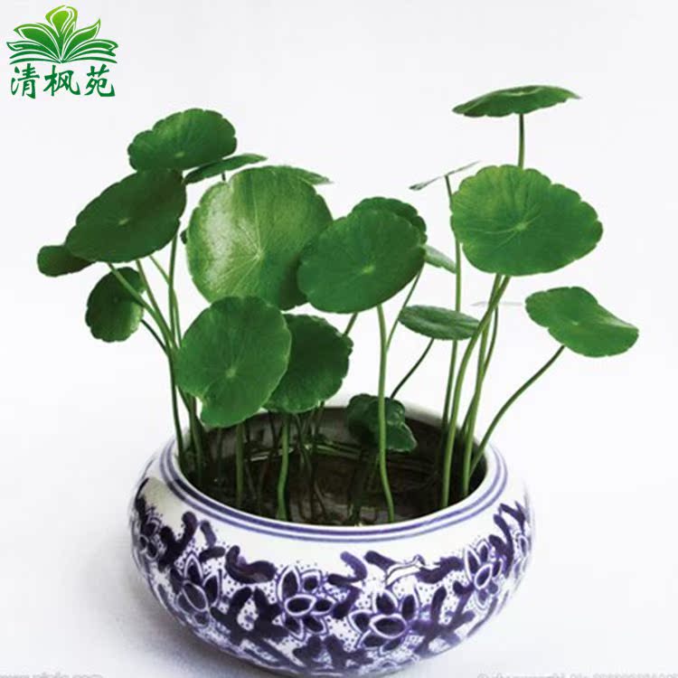 水培植物铜钱草 金钱草盆栽花卉植物盆景创意绿植 防辐射 除甲醛