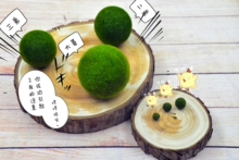 Marimo幸福海藻球微景观生态瓶办公室盆栽水培植物长寿命 正品