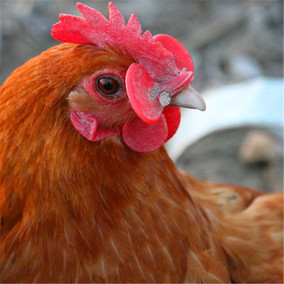 正品[捕鸡]野鸡捕捉器捕鸡视频评测 捕红毛鸡下