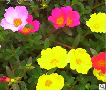 多年生花草种子 阳台花园易种花种子盆栽四季播种马齿觅种子易种