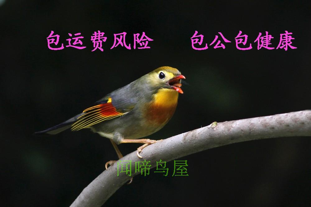 四川绣眼鸟相思鸟活体红嘴玉红肋鸟观赏唱鸟鸣叫鸟幼鸟小型类石燕