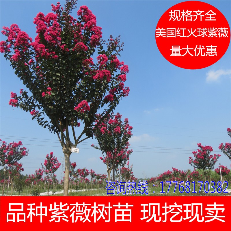苗圃庭院绿化花卉苗木 红花紫薇百日红紫薇庭院绿化