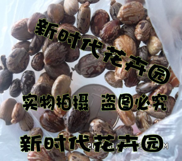 牛大力种子 牛大力种苗 大力薯种子山莲藕南方人参 一斤约2200粒