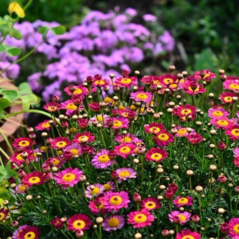 【海蒂的花园】宿根花卉 玛格丽特 阳台盆栽花卉易爆盆 开花苗