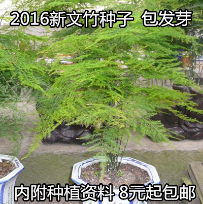 批发园艺花卉绿植盆栽种子多肉文竹种子15粒  云竹 云片松 刺天冬