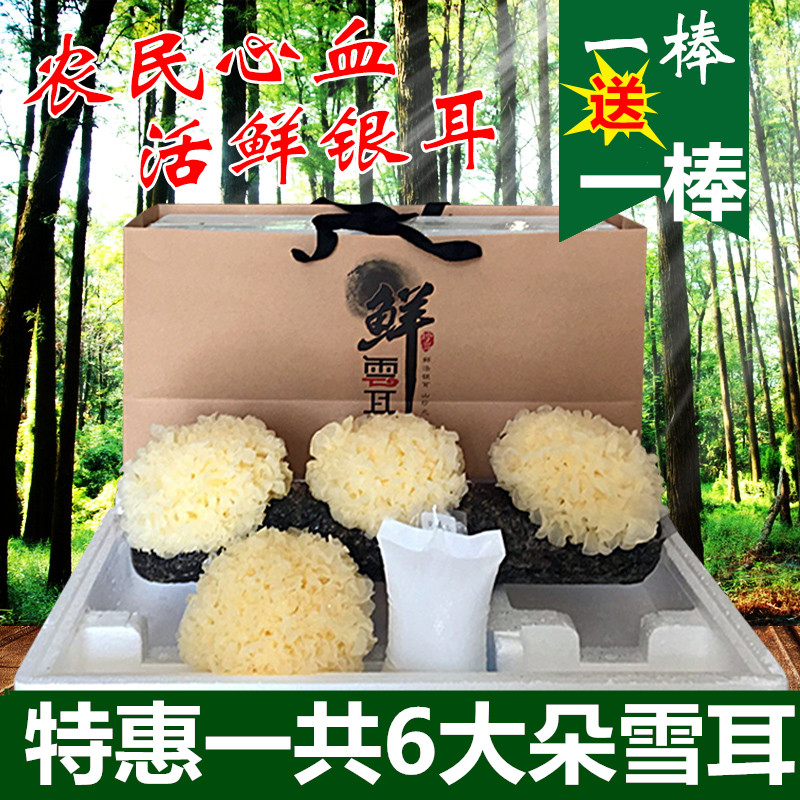 【天天特价】活鲜银耳新鲜生鲜古田白木耳雪耳糯耳无硫买1棒送3朵