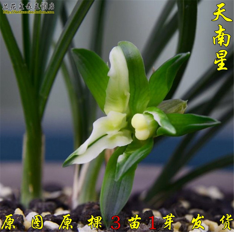 春兰矮种兰花苗 天南星 奇花浓香原图原棵 好养易活花卉绿植盆栽
