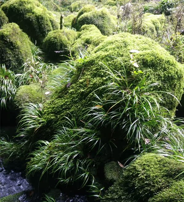 菖蒲微景观绿植物野生石菖蒲苗水培盆栽新鲜花草金线室内微型盆景