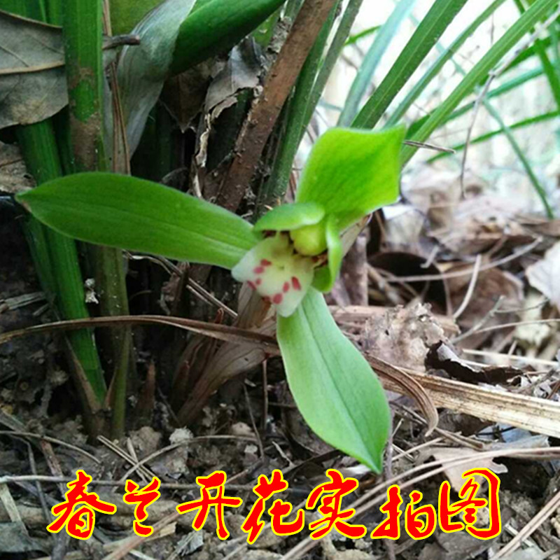 野生下山兰春兰蕙兰带花苞香兰花苗春剑室内花卉绿植盆栽盆景包邮