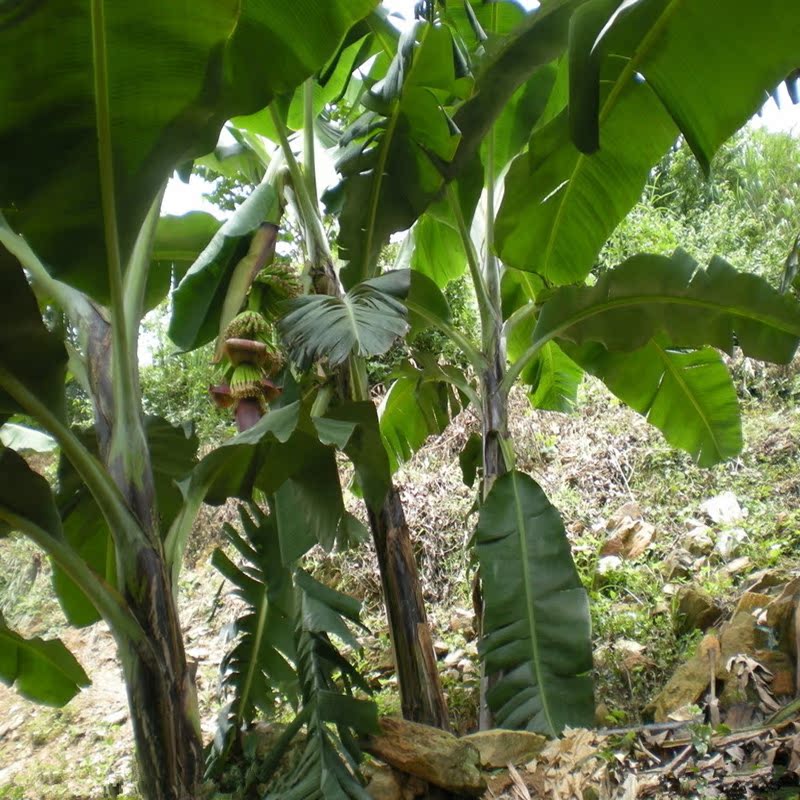 芭蕉树苗芭蕉苗别名绿天 扇仙 别墅庭院公园绿化苗常青绿植可结果