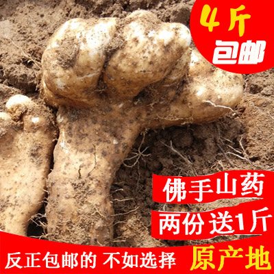 4斤包邮！正宗武穴特产佛手山药 新鲜野生农产品PK铁棍山药淮山药