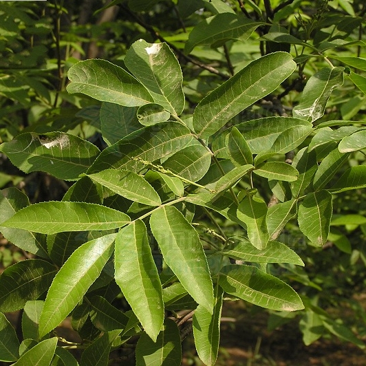 野生青钱柳茶 百年古树青钱柳养生茶成叶茶金钱柳包邮