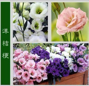 洋桔梗种子 花种子套餐花籽花盆易种植物花卉盆栽阳台 龙胆花