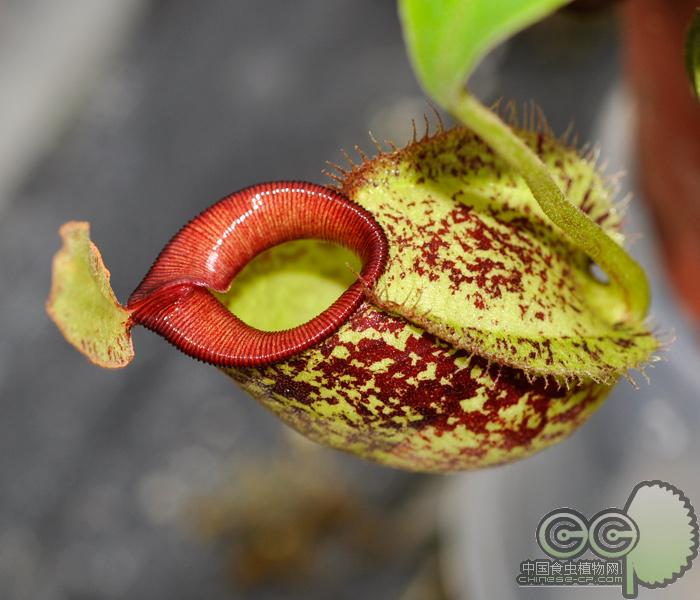 食虫植物-红颈瓶子草(s.x redneck)花卉盆栽|苍蝇蚊子