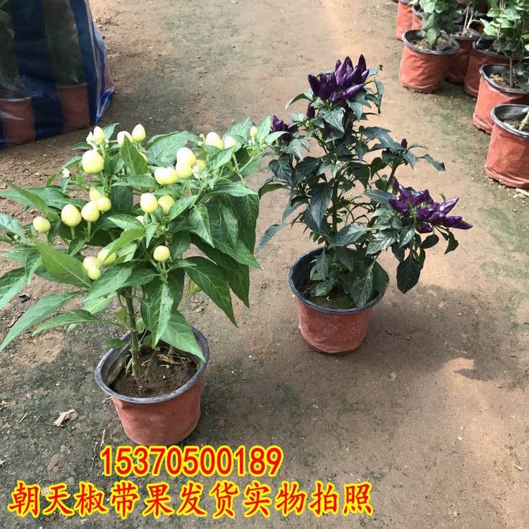 紫佛手紫朝天椒苗带果发货 黑辣椒盆栽辣椒树苗观赏椒