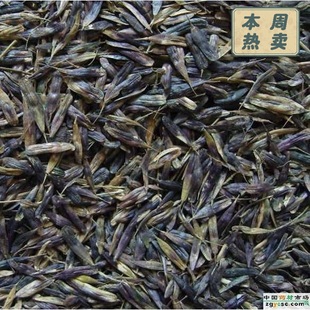 中药材种子籽种秧苗—板蓝根纯新板蓝根种子包出芽