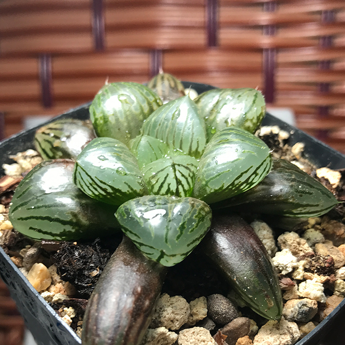 玉露十二卷青蟹寿多肉植物 实生 可带盆栽配送精选5cm王子园艺