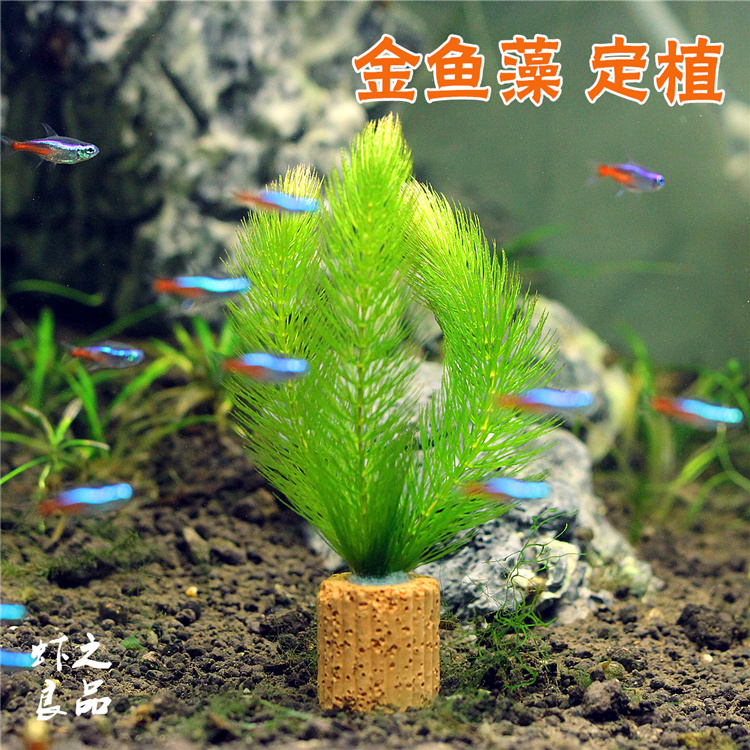 蜈蚣草水中叶水薀草金鱼草后景草自养水草易活鱼缸造景草场繁殖