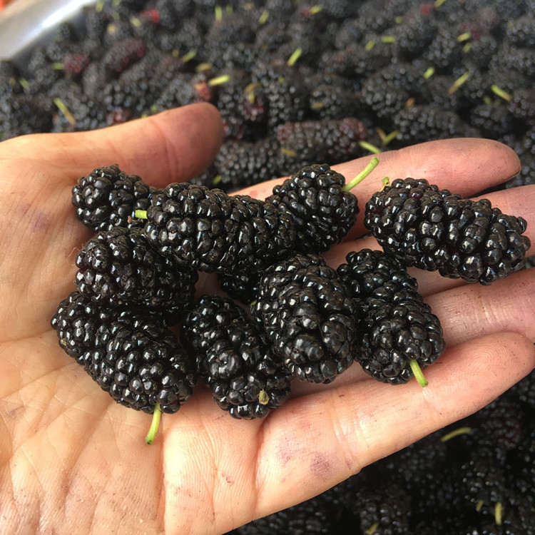 新鲜桑葚现摘桑果天然野生桑葚 桑葚酒 桑葚干