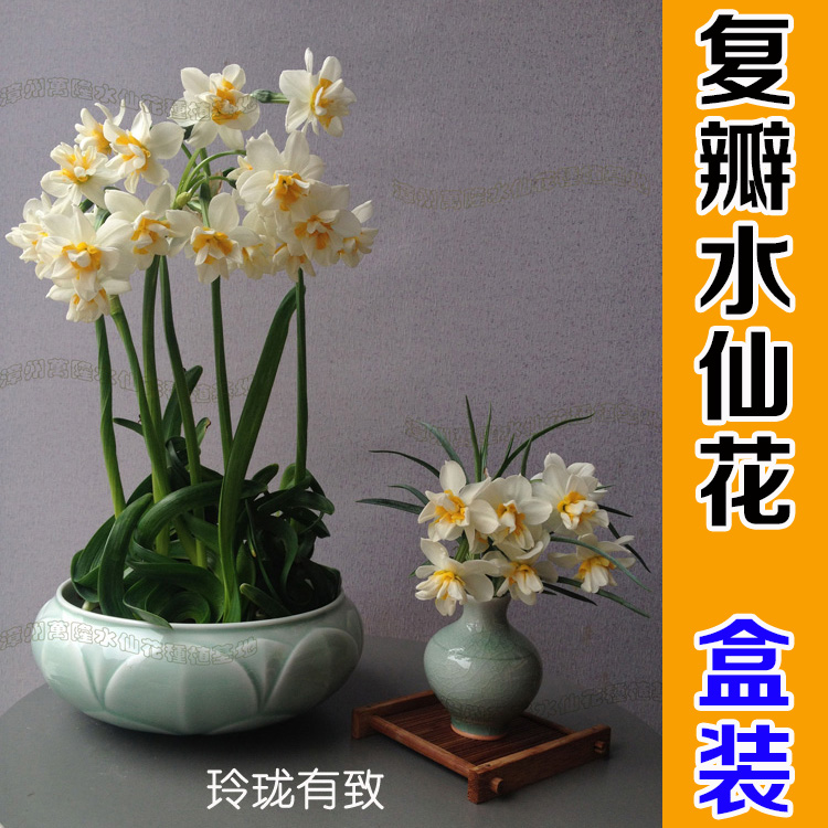漳州水仙花种球特级种子冬季室内花卉水培植物盆栽水仙花雕刻绿植
