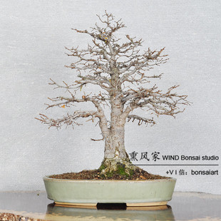 日本原盆进口 中国风大树型 中品榉树盆景 爆皮苍老