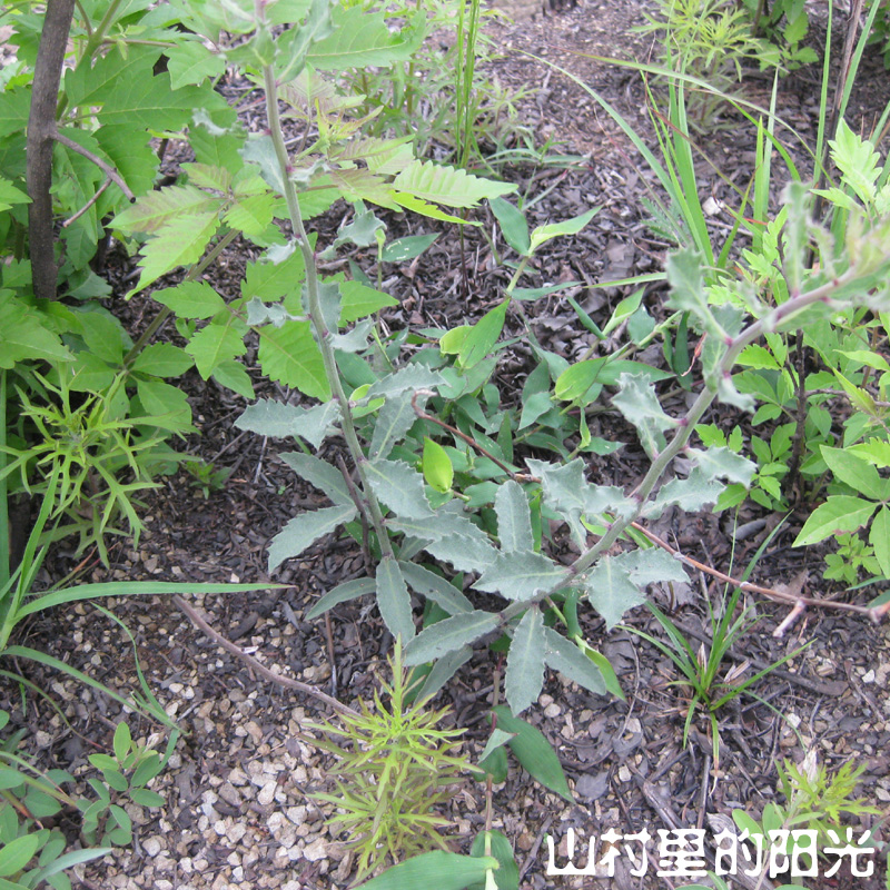 野生沙参 农家采挖 南沙参干货 可挖新鲜沙参 野生珍品