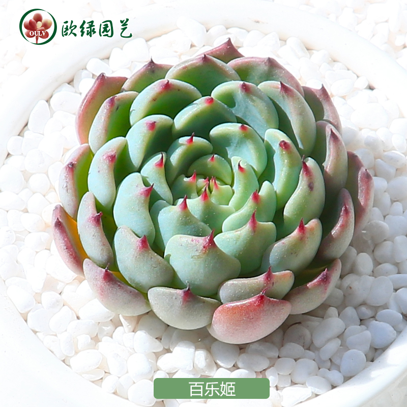 百乐姬 独家新品 蓝姬莲杂交品种 多肉植物 组合盆栽套餐