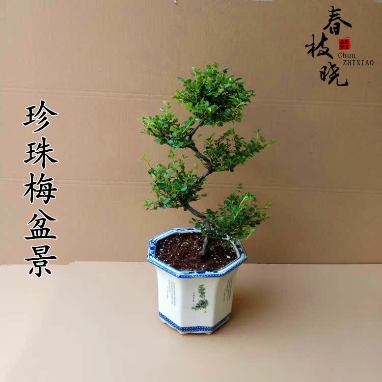 包邮珍珠梅盆景造型珍珠红梅花树苗阳台庭院盆栽花卉绿植物带花苞