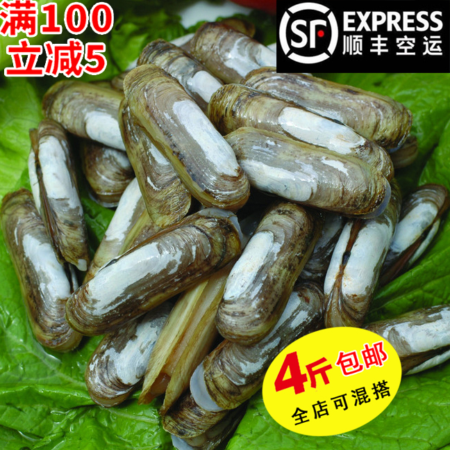 竹蛏子青岛贝类海鲜大蛏子鲜活水产新鲜野生海蛏子王蚬子圣子蛏子