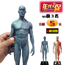 艺用人体肌肉骨骼解剖结构模型美术 30cm设计医用雕塑绘画CG参考
