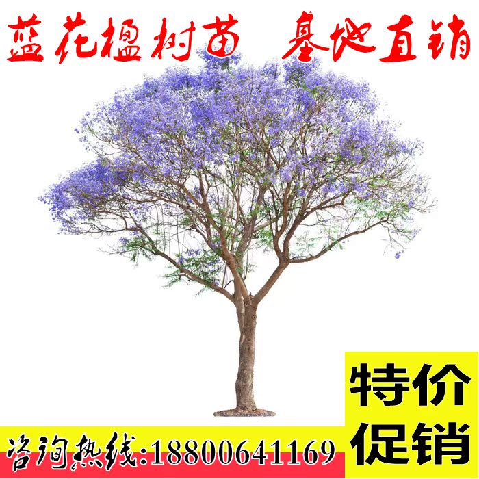 蓝花楹树苗红花楹黄花楹 蓝雾树树苗珍贵树苗行道庭院