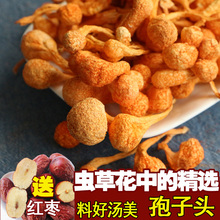 正品 250克 包邮 北虫草干货 蛹虫草 金虫草 虫草花孢子头