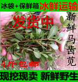 长寿菜 五行草 冰鲜包装 包邮 野生马齿菜 新鲜马齿苋 一份4斤装