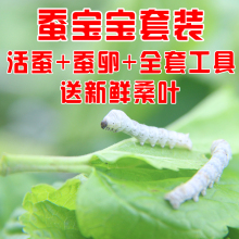 运输包活 送新鲜桑叶 包邮 七彩色蚕卵学生养蚕活体 科普蚕宝宝套装