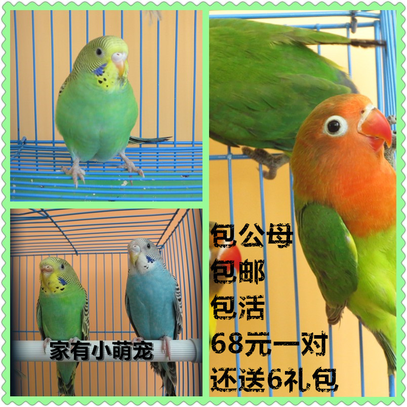 鸟活体公母一对 小鸟儿宠物观赏牡丹鹦鹉文鸟灰白珍珠鸟虎皮说话