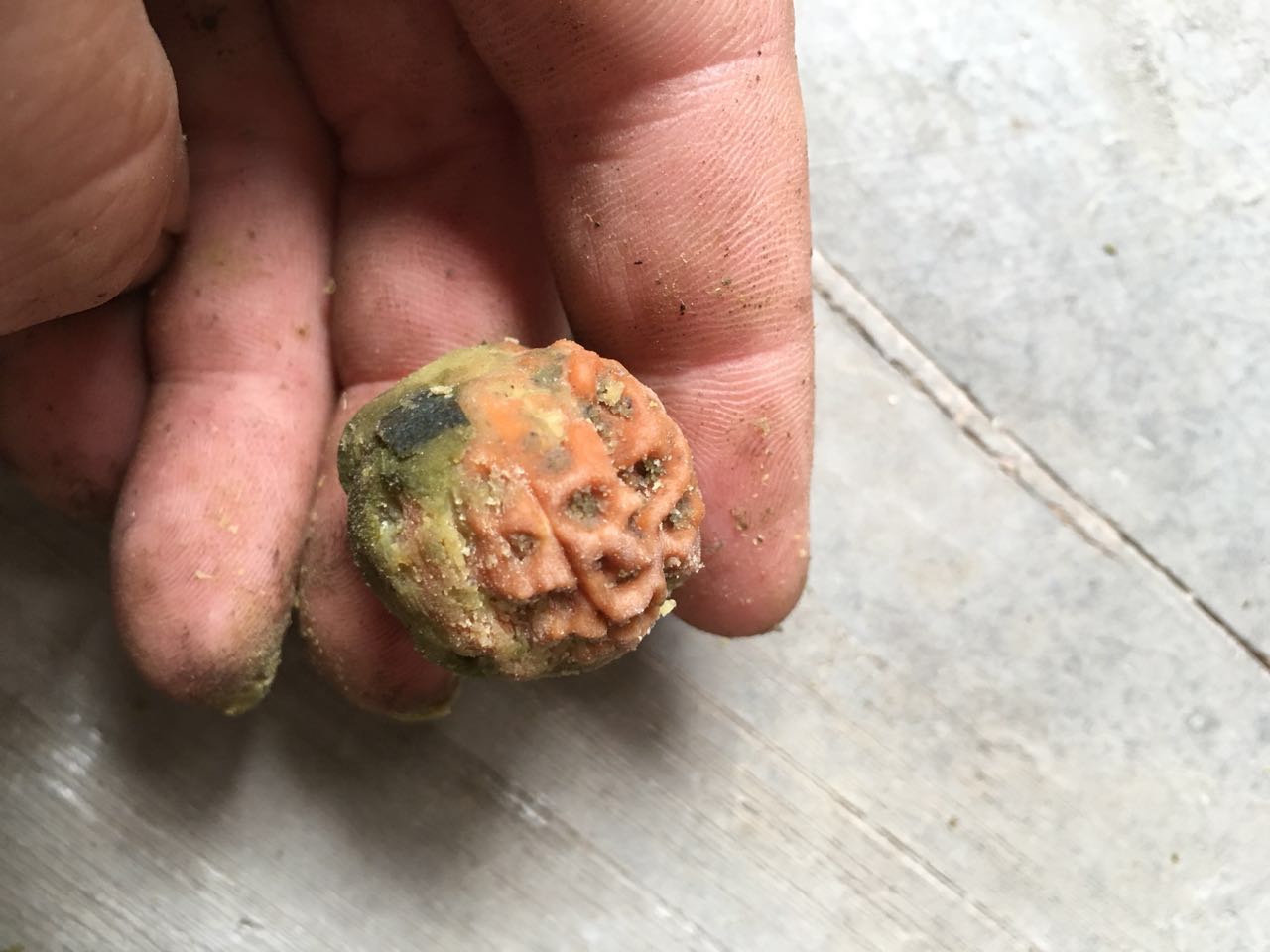 青皮金刚菩提原籽鲜籽子新鲜带皮五六瓣按斤带皮金刚菩提子
