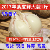 山东大蒜新鲜大蒜头鲜蒜现挖紫皮大蒜头腊八蒜蒜米糖蒜糖醋蒜500g