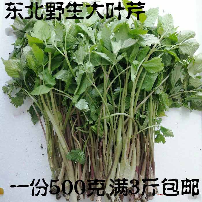 东北长白山新鲜野生山野菜大叶芹山芹菜天然绿色500克3份包邮