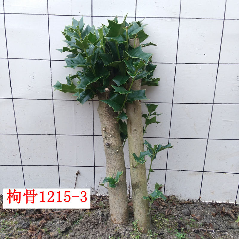 枸骨野生下山桩老虎刺猫儿刺鸟不宿树桩常绿盆景盆栽庭院植物特价