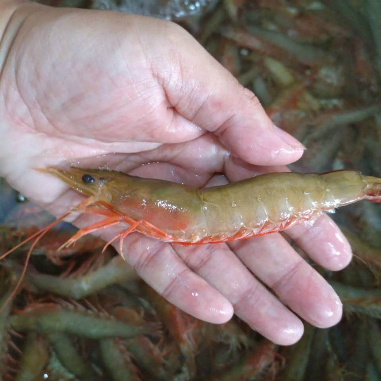 北海野生海虾 鲜活纯野生麻虾 明虾 斑节虾 野生海鲜