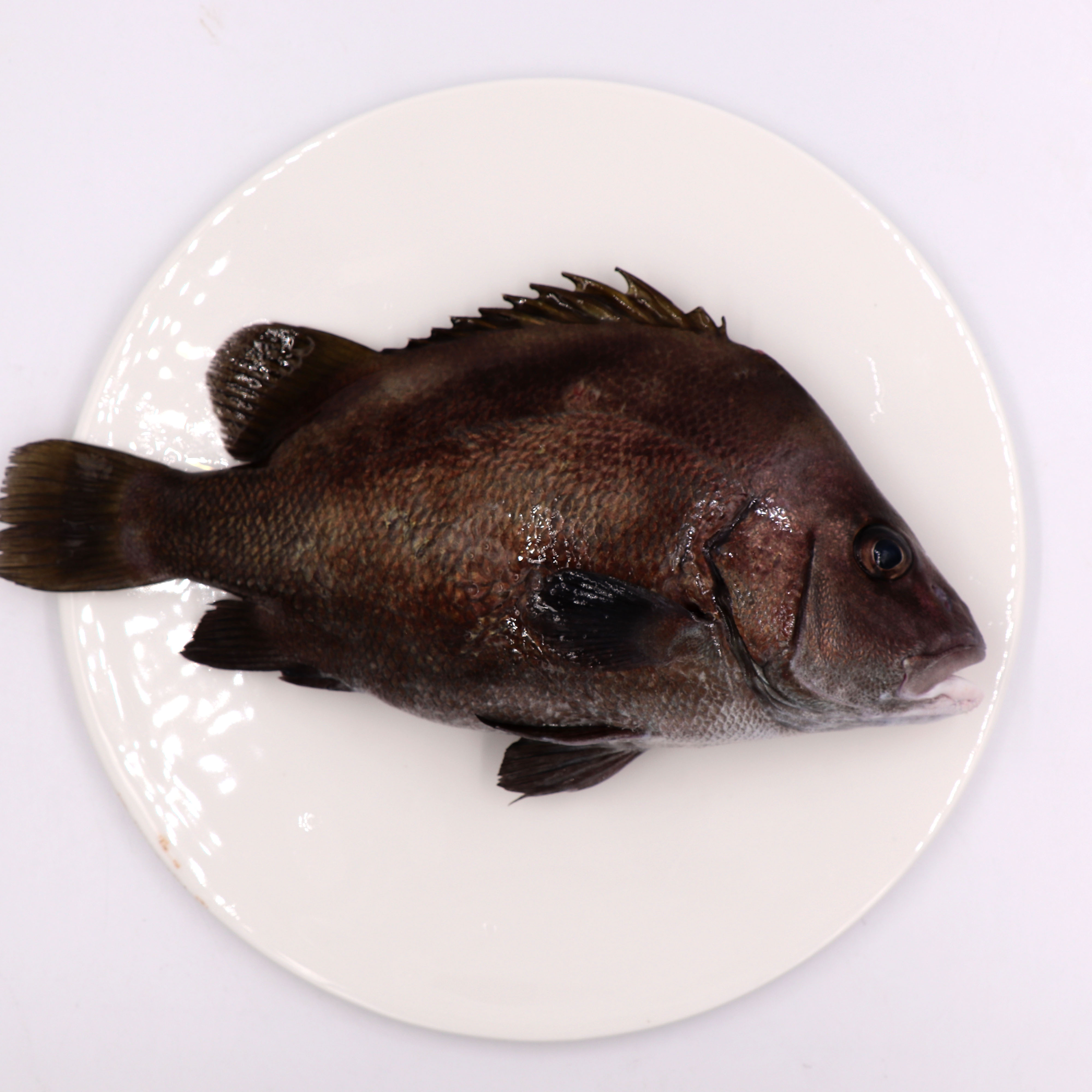 新鲜包公鱼海鲜黑包公十八梅瓜子斑鲜活生猛海鱼鲫鱼1